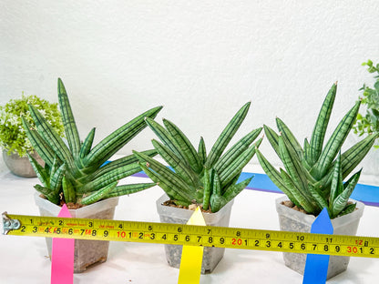 Sansevieria African Zybra (#AC19) | Imported Hybrid Snake Plants