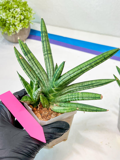 Sansevieria African Zybra (#AC19) | Imported Hybrid Snake Plants