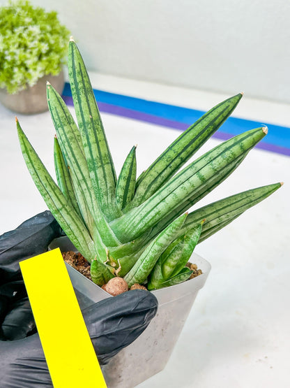 Sansevieria African Zybra (#AC19) | Imported Hybrid Snake Plants