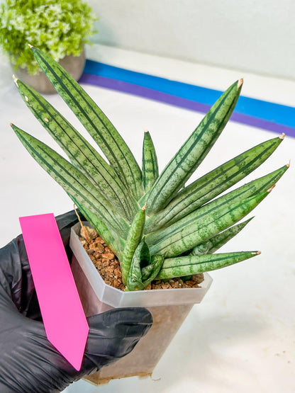 Sansevieria African Zybra (#AC19) | Imported Hybrid Snake Plants