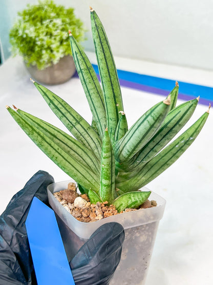 Sansevieria African Zybra (#AC19) | Imported Hybrid Snake Plants