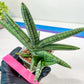 Sansevieria Rocker (#AC20) | Rare Imported House Plants