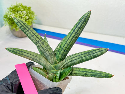 Sansevieria Rocker (#AC20) | Rare Imported House Plants