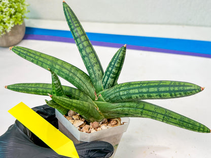 Sansevieria Rocker (#AC20) | Rare Imported House Plants