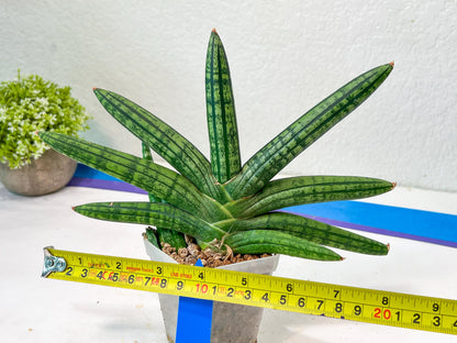 Sansevieria Rocker (#AC20) | Rare Imported House Plants