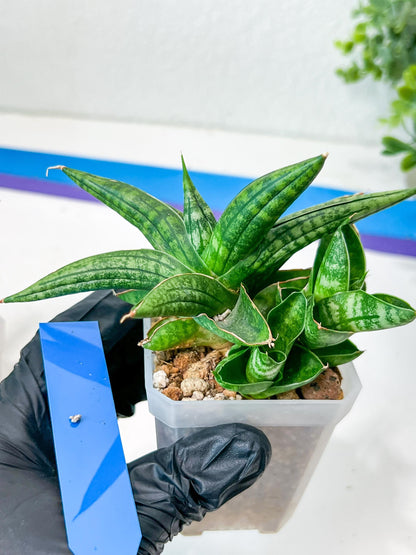 Sansevieria CH Tozlu (#AC21) | Imported Plants | Rare Hybrid Species