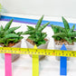 Sansevieria CH Tozlu (#AC21) | Imported Plants | Rare Hybrid Species