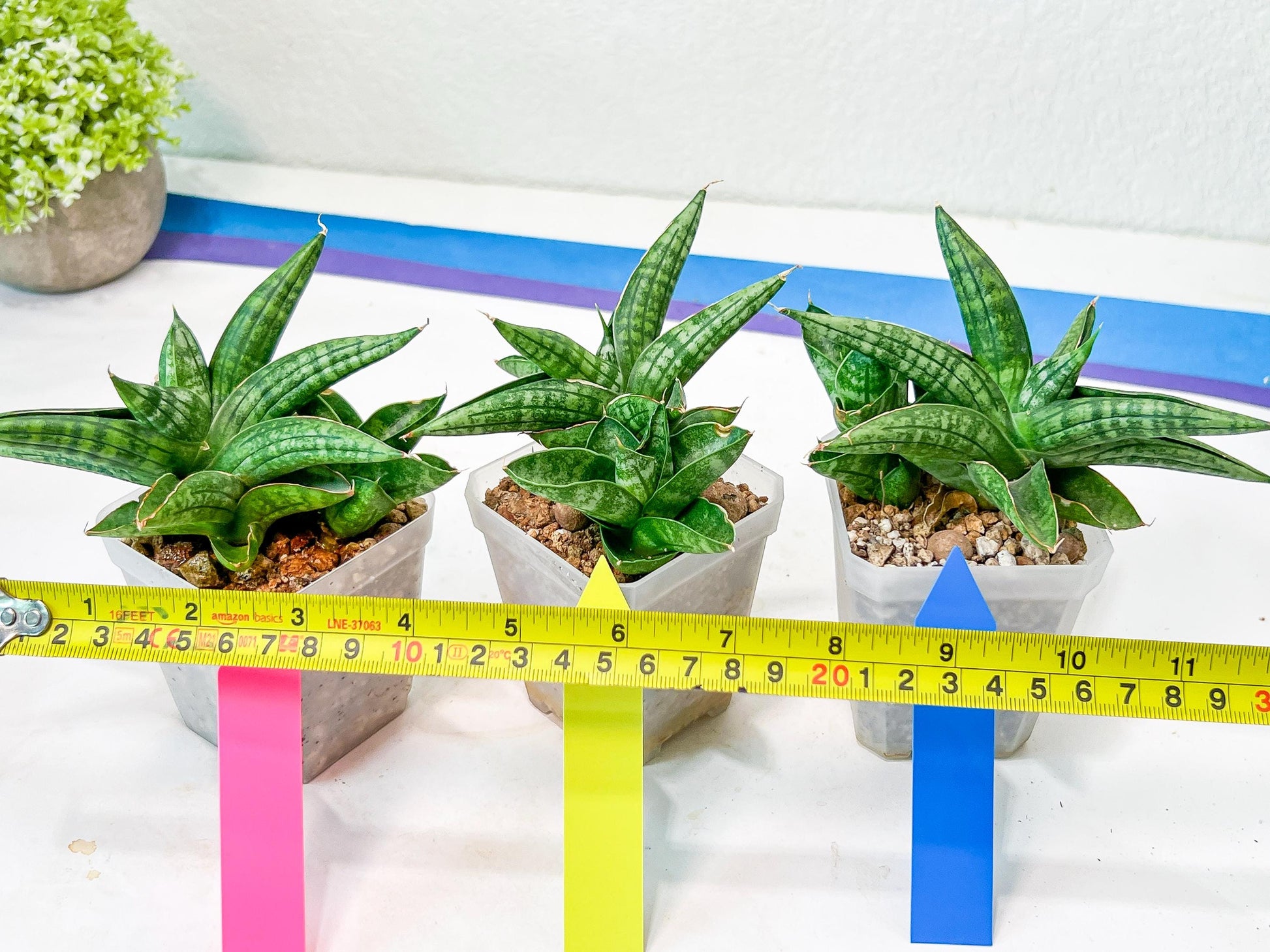 Sansevieria CH Tozlu (#AC21) | Imported Plants | Rare Hybrid Species