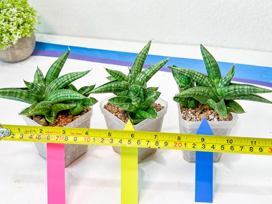 Sansevieria CH Tozlu (#AC21) | Imported Plants | Rare Hybrid Species