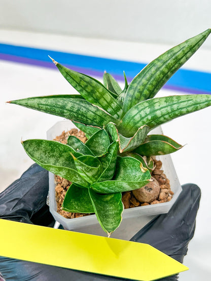 Sansevieria CH Tozlu (#AC21) | Imported Plants | Rare Hybrid Species