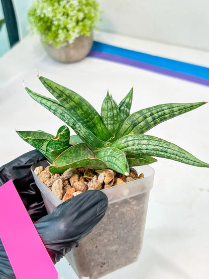 Sansevieria CH Tozlu (#AC21) | Imported Plants | Rare Hybrid Species
