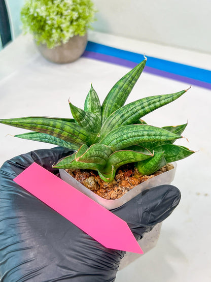 Sansevieria CH Tozlu (#AC21) | Imported Plants | Rare Hybrid Species
