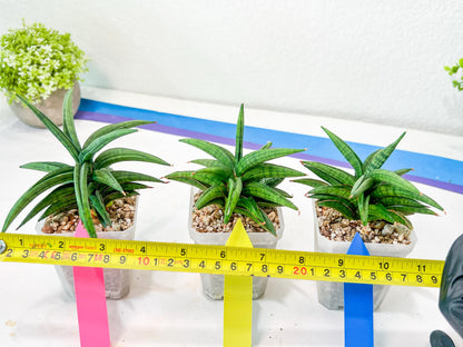 Sansevieria Thousand Blue (#AC26) | Rare Hybrids
