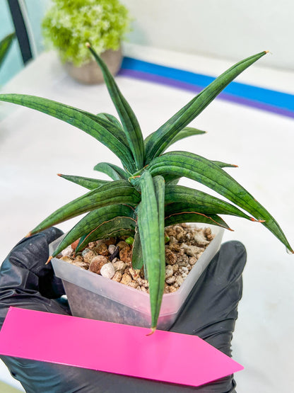 Sansevieria Thousand Blue (#AC26) | Rare Hybrids