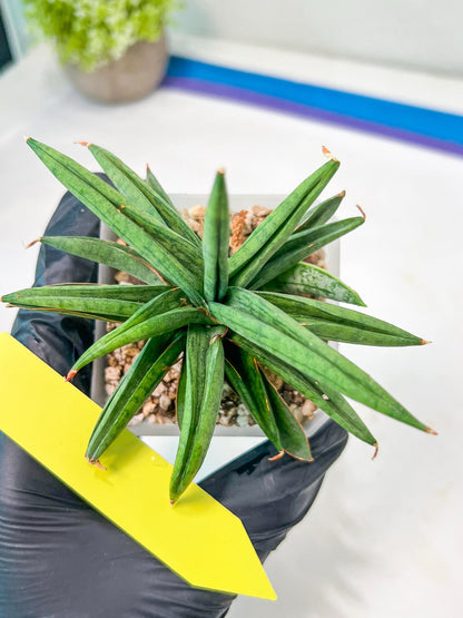 Sansevieria Thousand Blue (#AC26) | Rare Hybrids