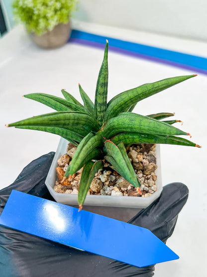 Sansevieria Thousand Blue (#AC26) | Rare Hybrids