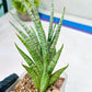 Sansevieria Epine Verte (#AC27) | Find Your Perfect Exotic Flora