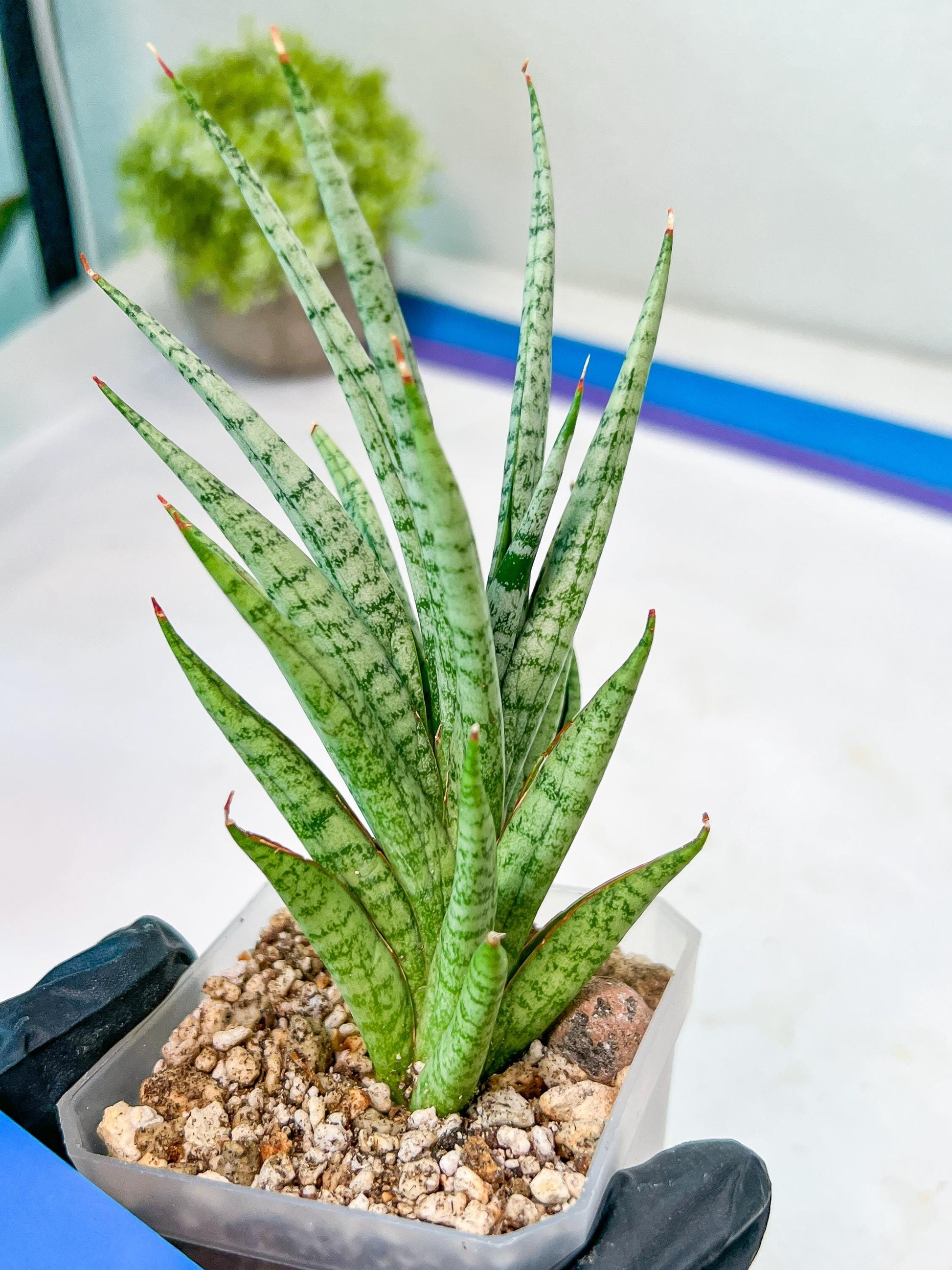 Sansevieria Epine Verte (#AC27) | Find Your Perfect Exotic Flora