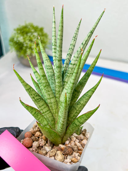 Sansevieria Epine Verte (#AC27) | Find Your Perfect Exotic Flora