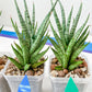 Sansevieria Epine Verte (#AC27) | Find Your Perfect Exotic Flora