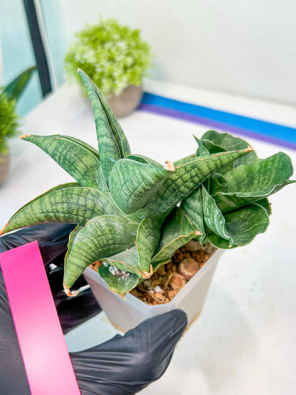 Sansevieria Lion Heart (#AC31) | Imported Snake Plant