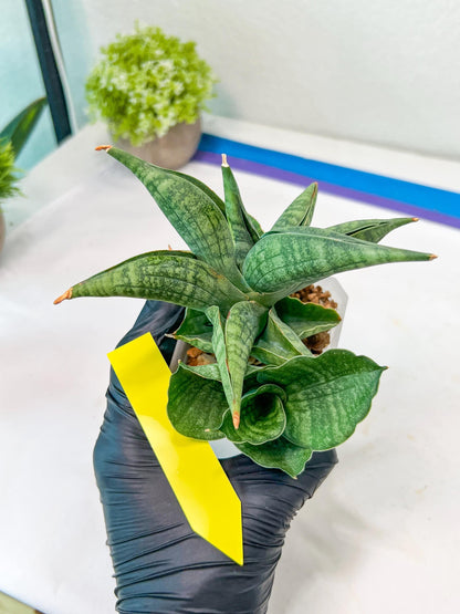 Sansevieria Lion Heart (#AC31) | Imported Snake Plant