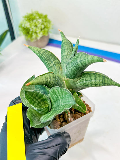 Sansevieria Lion Heart (#AC31) | Imported Snake Plant