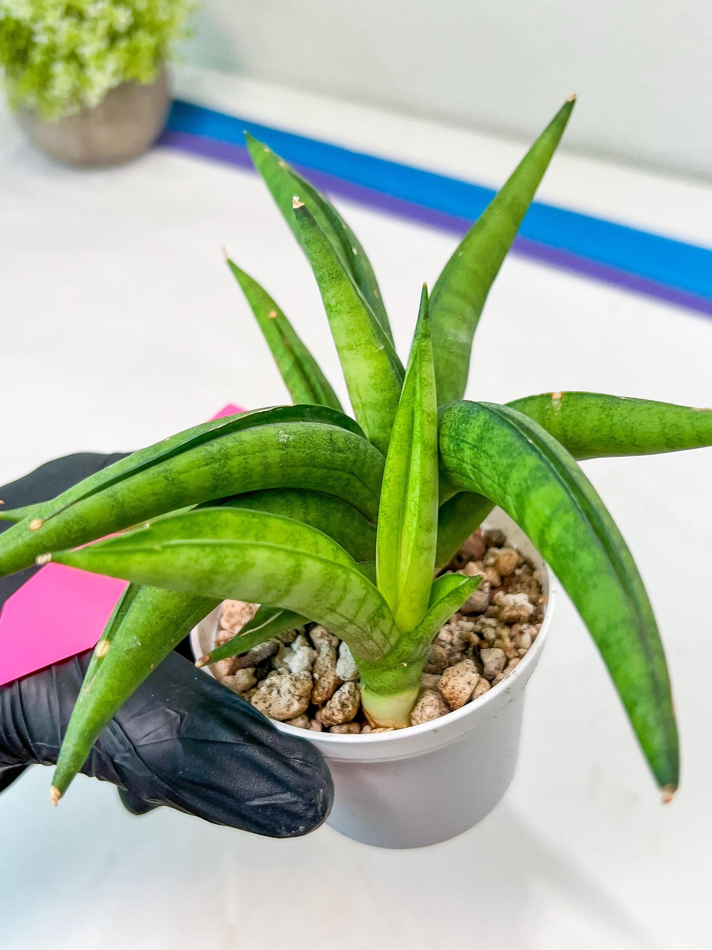 Sansevieria Lemon (#AC48) | New type of Imported Hybrids