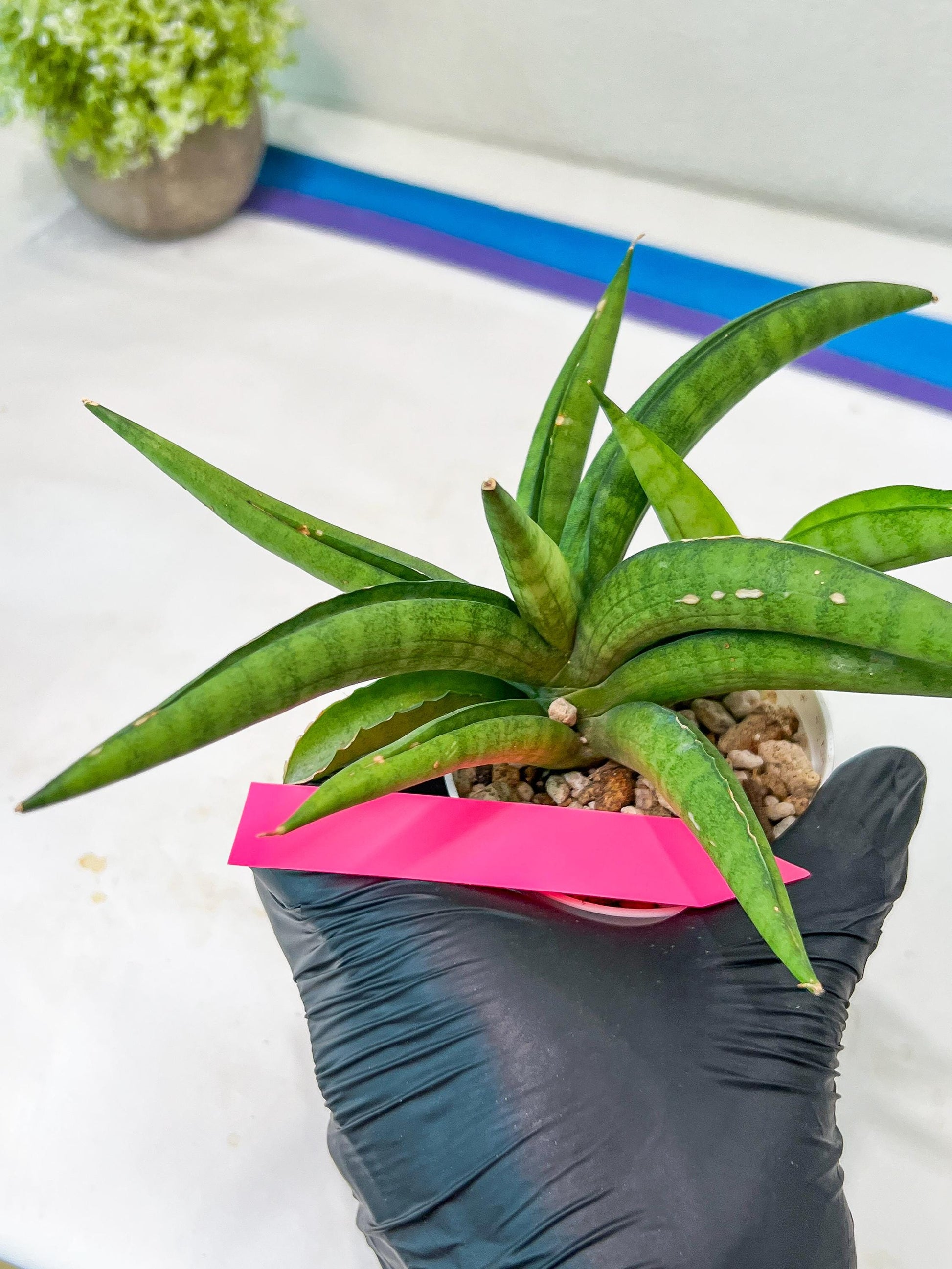 Sansevieria Lemon (#AC48) | New type of Imported Hybrids