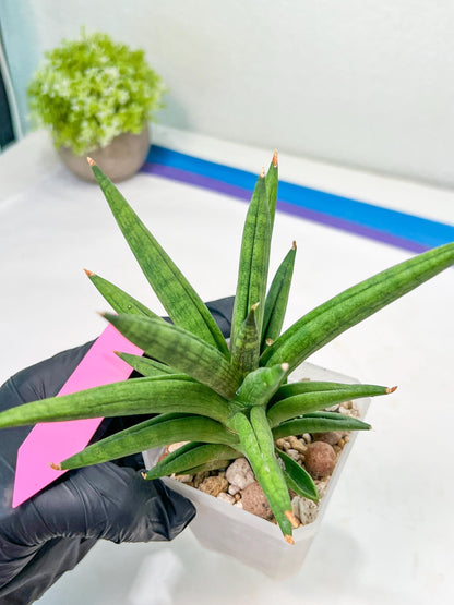 Sansevieria Repeta (#AC50) | Uncover an Exotic Botanical Wonder