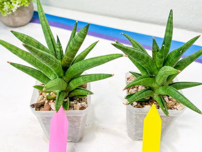 Sansevieria Repeta (#AC50) | Uncover an Exotic Botanical Wonder