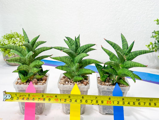 Sansevieria Ch.Enanansi (#AC52) | Rare Imported Snake Plants