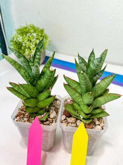 sansevieria Pagoda Indonesia (#AC53) | Rare Imported Snake Plants