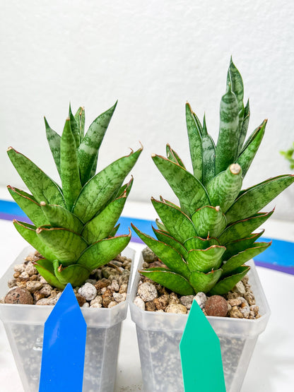 sansevieria Pagoda Indonesia (#AC53) | Rare Imported Snake Plants