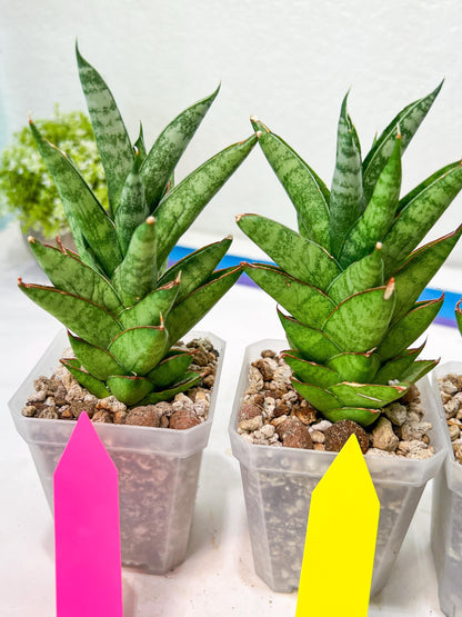 sansevieria Pagoda Indonesia (#AC53) | Rare Imported Snake Plants