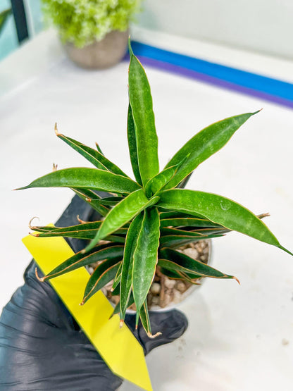 Sansevieria Hybrid Black Eye (AC54) | Imported Snake Plant