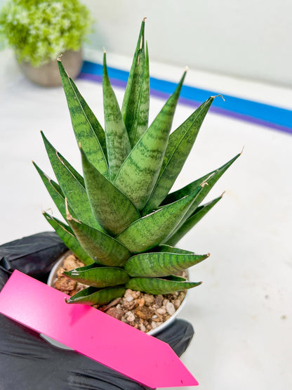 Sansevieria Chaicana (AC57) | Rare Imported House Plants