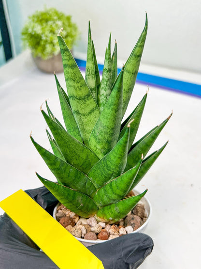 Sansevieria Chaicana (AC57) | Rare Imported House Plants