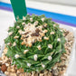Echeveria Artich Cactus | Imported Cactus | Rare Succulent