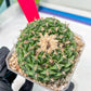Echeveria Artich Cactus | Imported Cactus | Rare Succulent