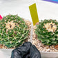 Echeveria Artich Cactus | Imported Cactus | Rare Succulent