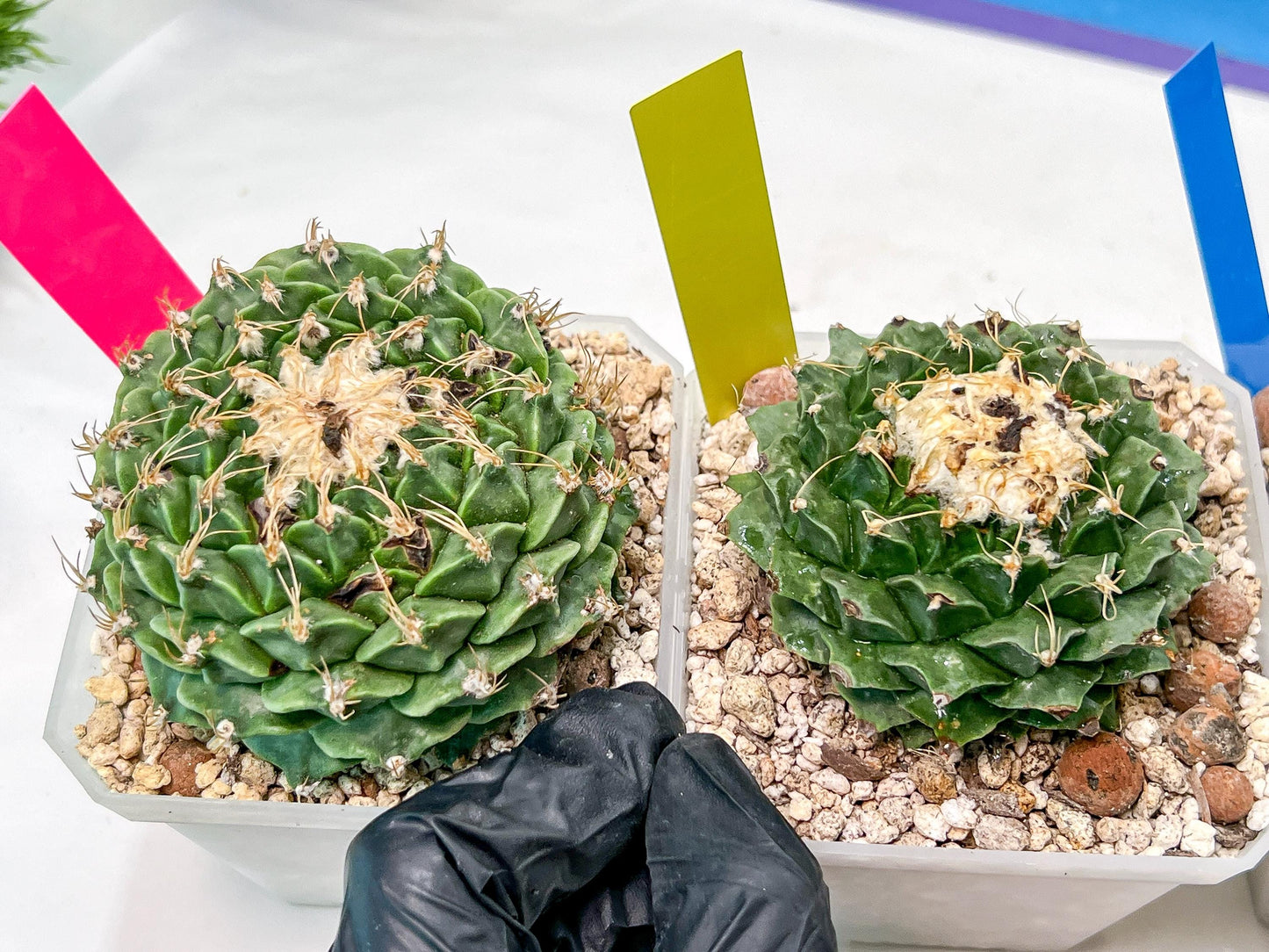 Echeveria Artich Cactus | Imported Cactus | Rare Succulent