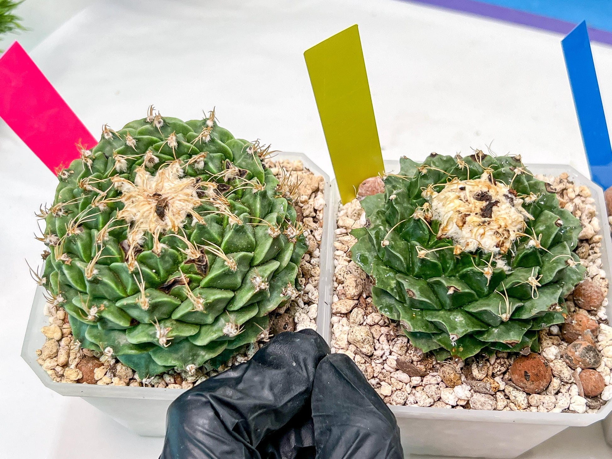 Echeveria Artich Cactus | Imported Cactus | Rare Succulent
