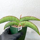 Sansevieria Banana (#3~5) | Bird Nest Plants | Rare Imported Plants