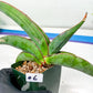 Sansevieria Banana (#6~8) | Bird Nest Plants | Rare Imported Plants