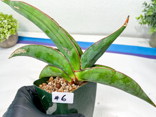 Sansevieria Banana (#6~8) | Bird Nest Plants | Rare Imported Plants