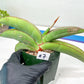 Sansevieria Banana (#6~8) | Bird Nest Plants | Rare Imported Plants