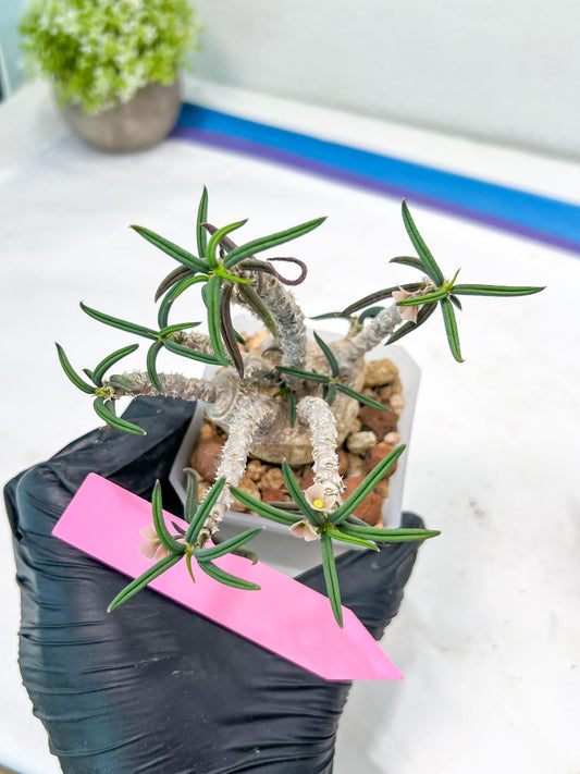 Euphorb cylindrifolia tuberifera | Vert rare Plant