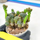 Maihueniopsis minuta Cactus | Imported Cactus | Rare Succulent