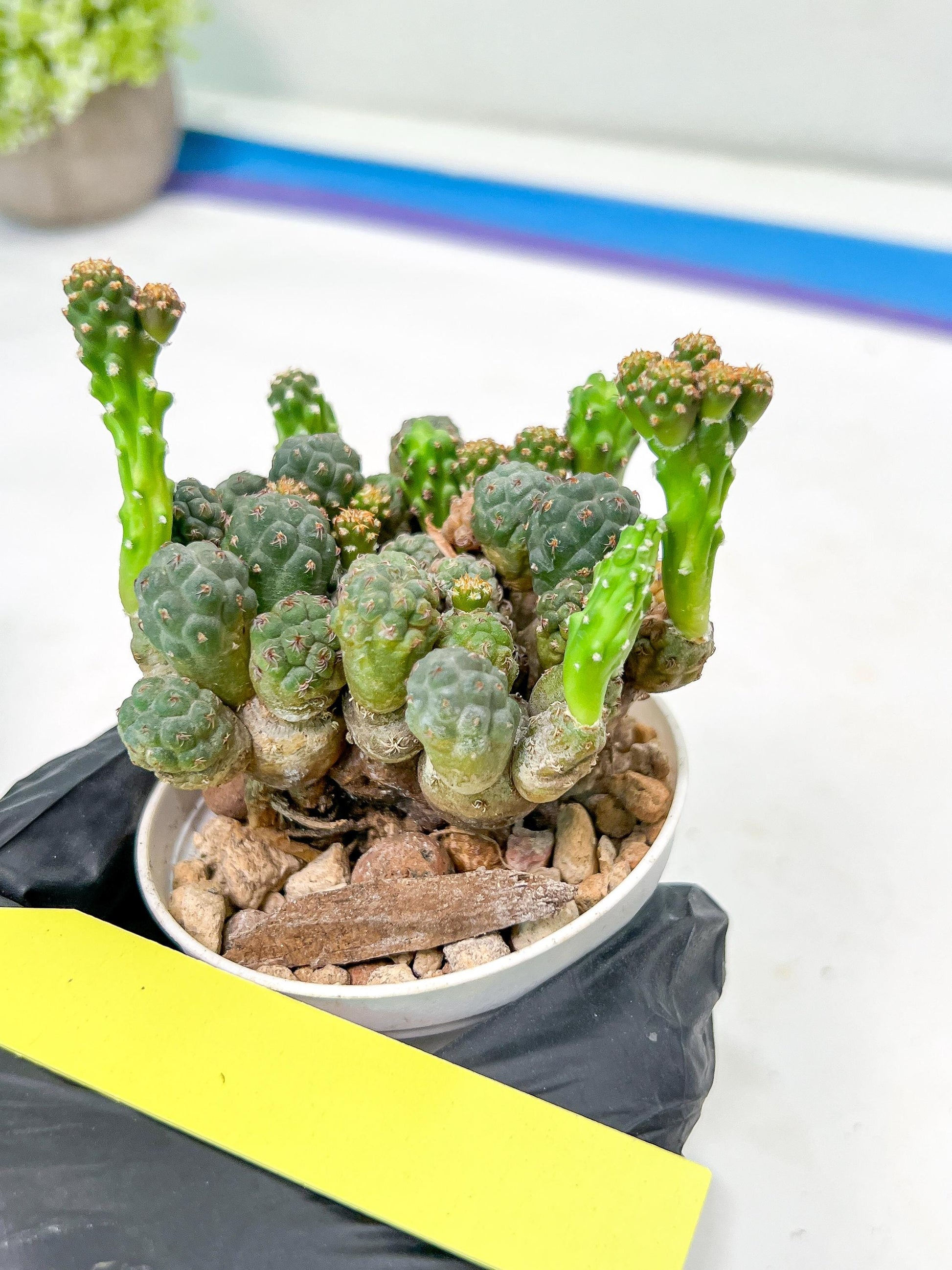 Maihueniopsis minuta Cactus | Imported Cactus | Rare Succulent